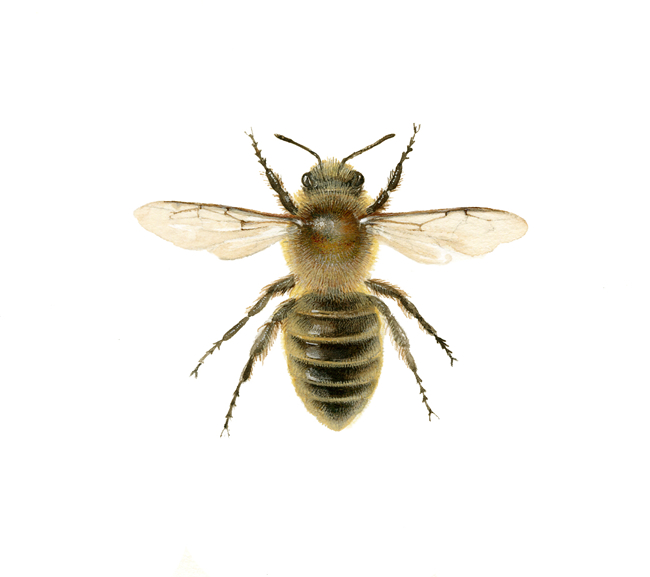 Megachile willughbiella